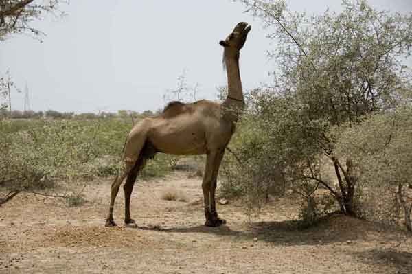 Camello - India.jpg